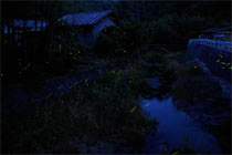 ���J�̃z�^��