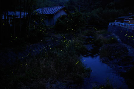 ���J�̃z�^��2009