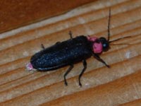 �Ƃ̌��ւ̃z�^��