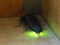 �Ƃ̌��ւ̃z�^��