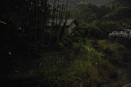 ���J�̃z�^��2009