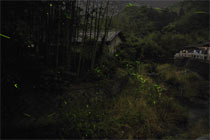 �z�^���̎ʐ^