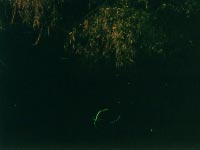 ���Ƃ��ʂ����z�^���̎ʐ^