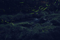 �z�^���̎ʐ^