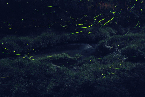 �����̃z�^��2008