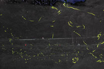 �z�^���̎ʐ^