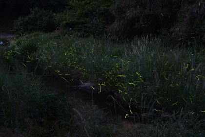 Y田川のホタル2015