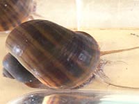 �W�����{�^�j�V