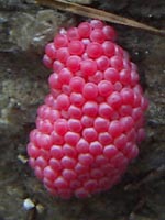 �W�����{�^�j�V�̗�