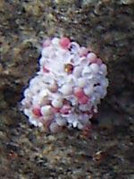 �z��������