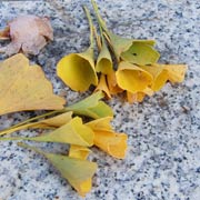 ���E�łV�{�H���b�p���