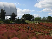 �R�L�A�̍g�t(�܂�̂�����)