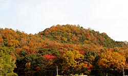 �F���R�̍g�t