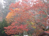 ���Ɛ_�Ђ̍g�t