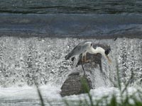 �i���̃A�I�T�M