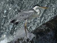 ���񒣂�A�I�T�M