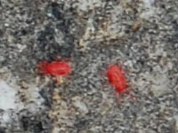 デジイチで撮した「タカラダニ」
