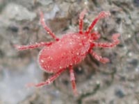 接写レンズで撮影した「タカラダニ」