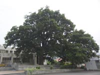 �G�m�L�i���ۑ��؁j