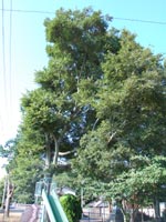 �Q���̃G�m�L�Ɗ����