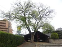 �����S�����ڂ̐^��@�̃G�m�L�i����̕ۑ��؁A�T���j