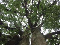 �G�m�L����������