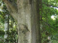 �G�m�L�̊�