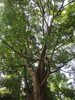 �r���_�Ђ̃G�m�L