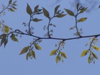 �G�m�L�̎}�̕t����