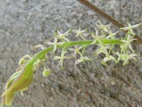 �G�m�L�̉�