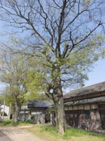 �k��_�ЎQ���̃G�m�L�i�T���j