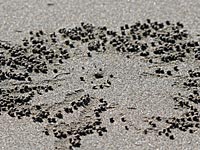 ���ʂ̃A�[�g