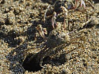 �J�j�̋[��