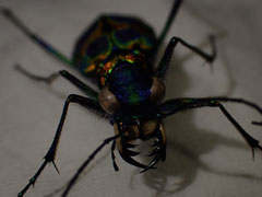 �n���~���E�A�}�N���B�e