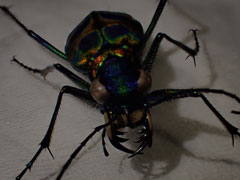 �n���~���E�A�[�x����