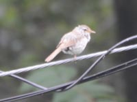 �d���̃E�O�C�X