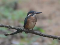 �v���Ԃ�̃J���Z�~