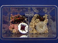 �j�W�C���N���K�^���Ɓ�