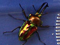 �j�W�C���N���K�^