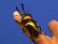 �j�W�C���N���K�^