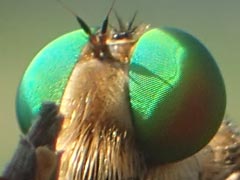 �A�I���A�u