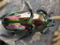 �j�W�C���N���K�^�A���X