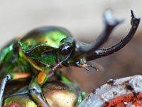 �j�W�C���N���K�^�A�I�X