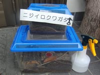 �j�W�C���N���K�^�̓~��