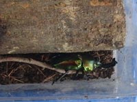 �j�W�C���N���K�^�A�I�X