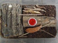 ���X�̎��甠