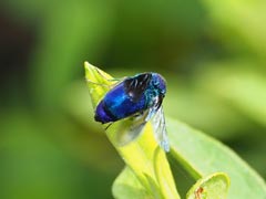 �I�I�Z�C�{�E