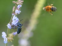 ���I�A���F���I