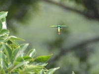 �\�������̃^�}���V