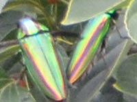 �^�}���V�Q�C